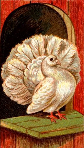 Fantail Pigeon Clipart