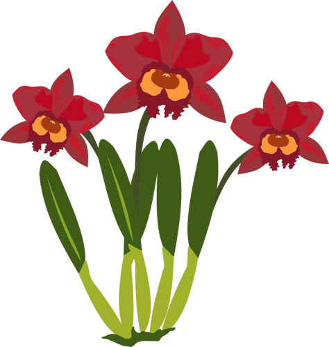 Cattleya Flower Color Illustration Clipart