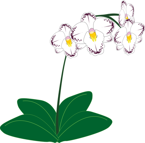 Image Of A White Orchid Plant Clipart