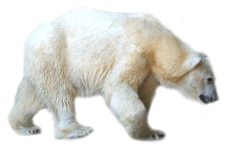 Polar Bear Bear Vector Bear Graphics Image Clipart
