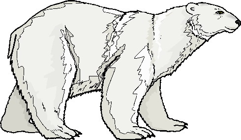 Polar Bears Png Image Clipart