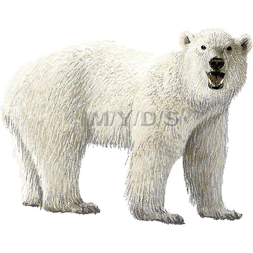 Free Bear Polar Bear Pics 2 Image Clipart