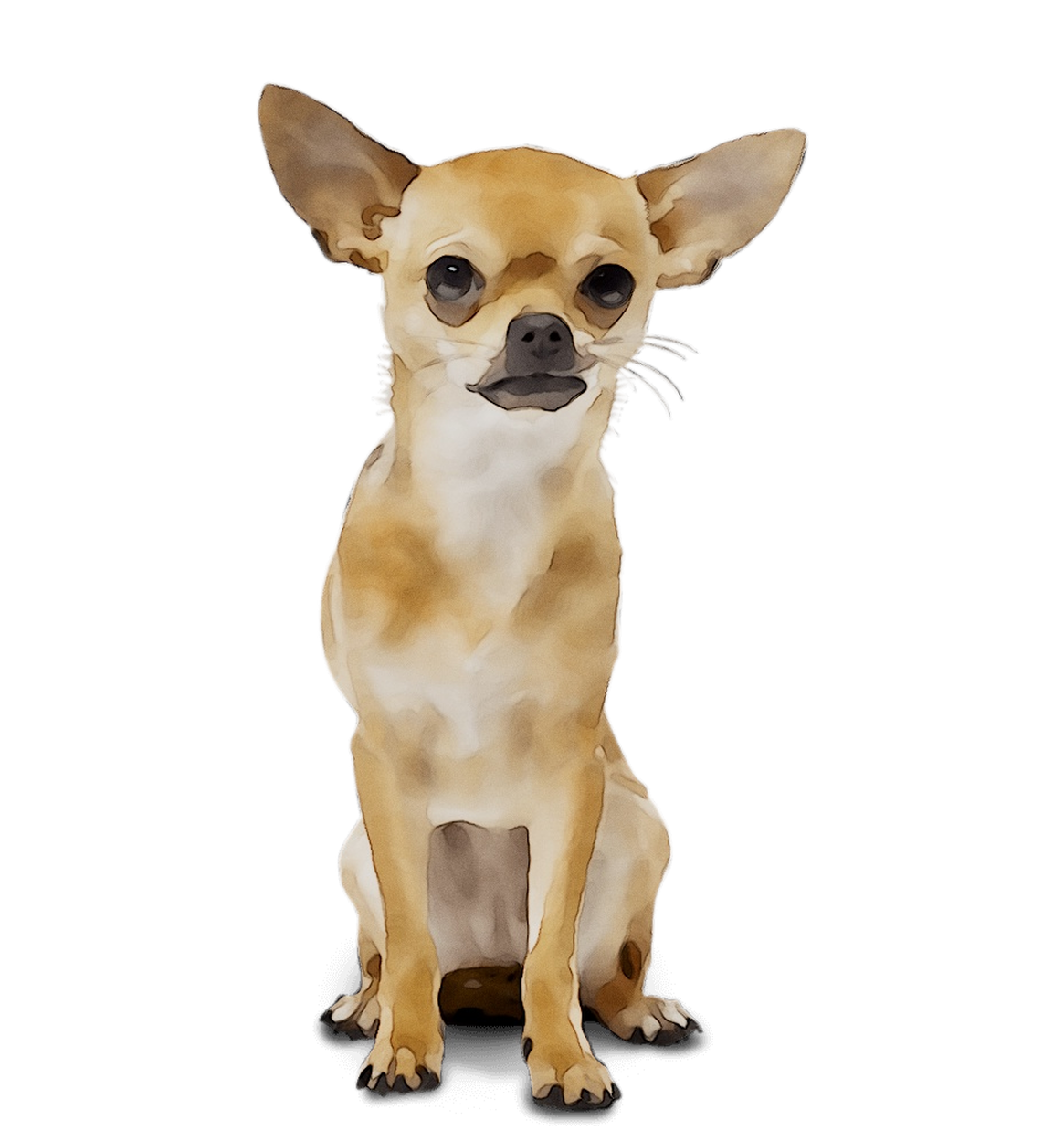 Chihuahua Russkiy Breed Dog Toy Wedding Organizer Clipart