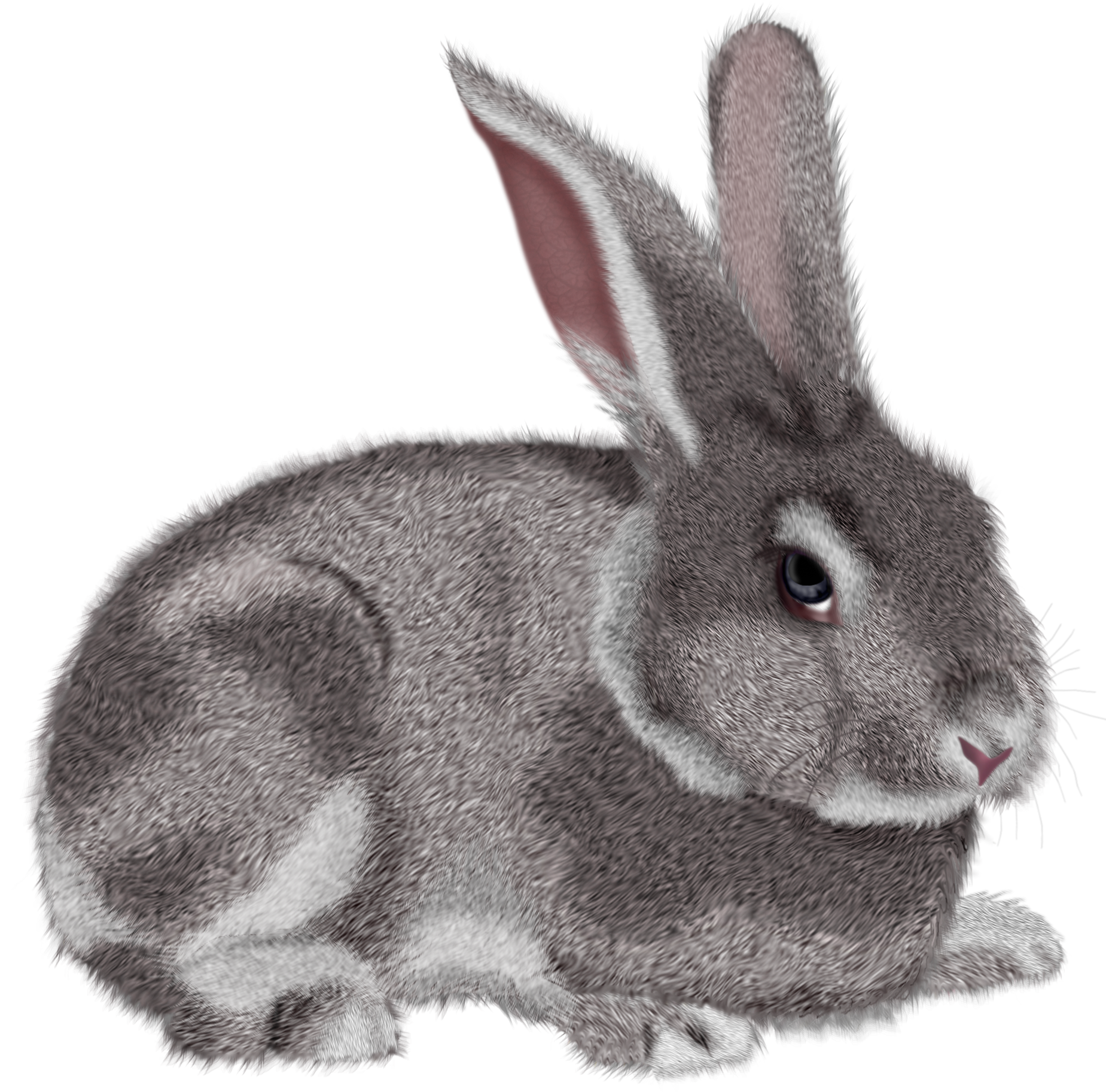 Grey Rabbit Picture Png Image Clipart