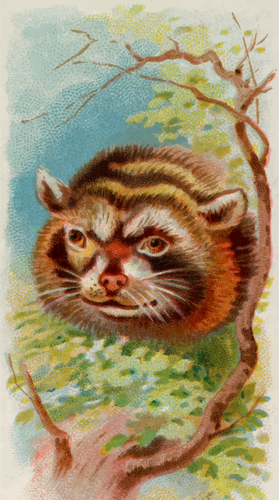Cigarette Card - Raccoon Clipart