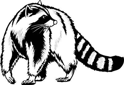Raccoon Transparent Image Clipart