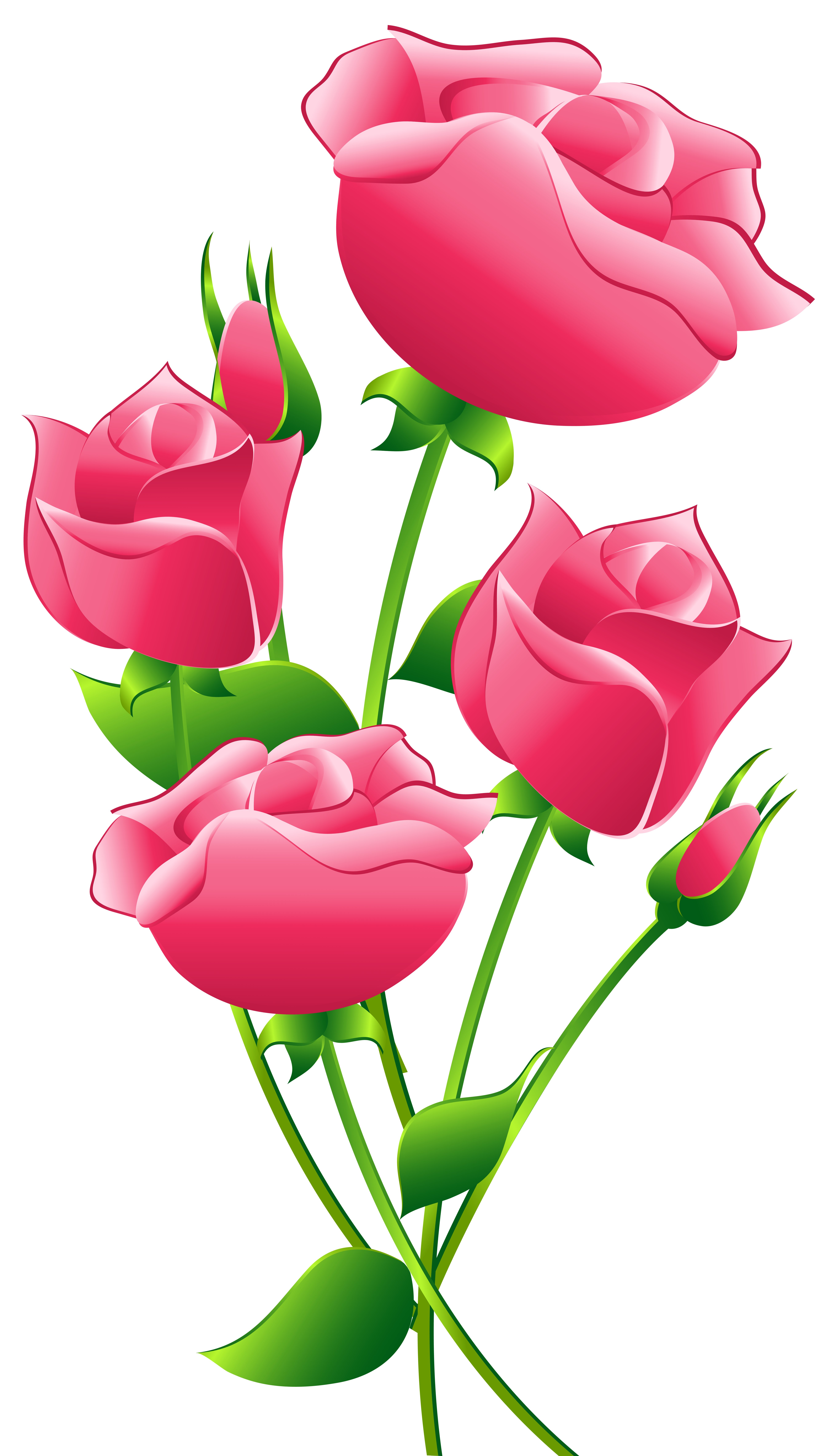 Pink Roses Transparent Image Hd Photo Clipart