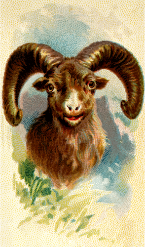 Rocky Mountain Sheep Clipart
