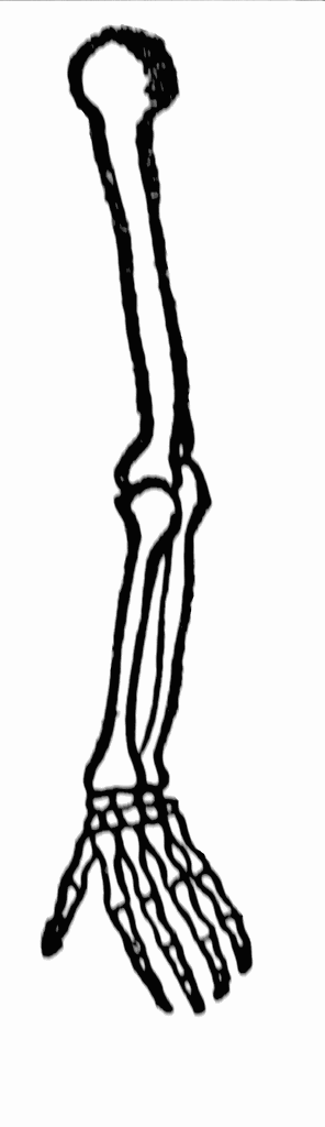 Skeleton Arm Transparent Image Clipart