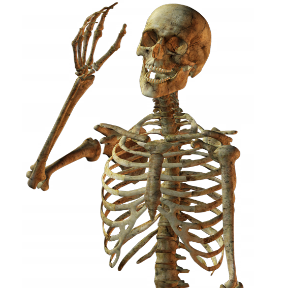 Calavera Human Skull Skeleton Free Download PNG HD Clipart
