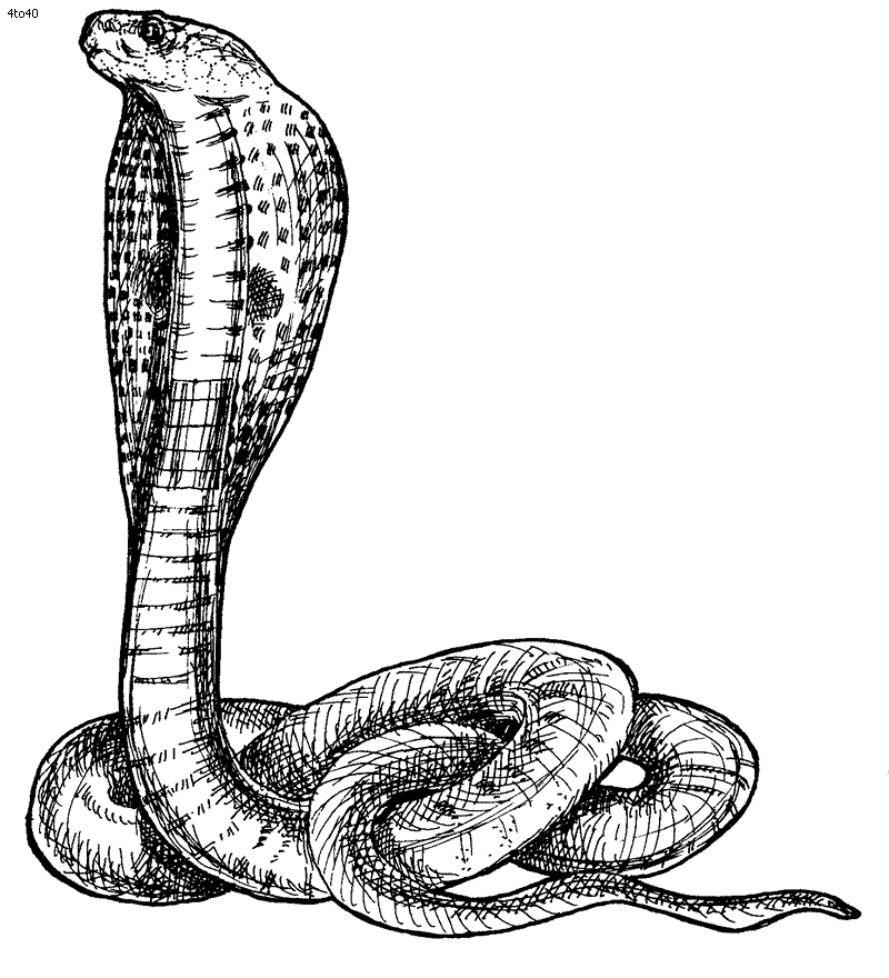 Cobra Snake Png Images Clipart