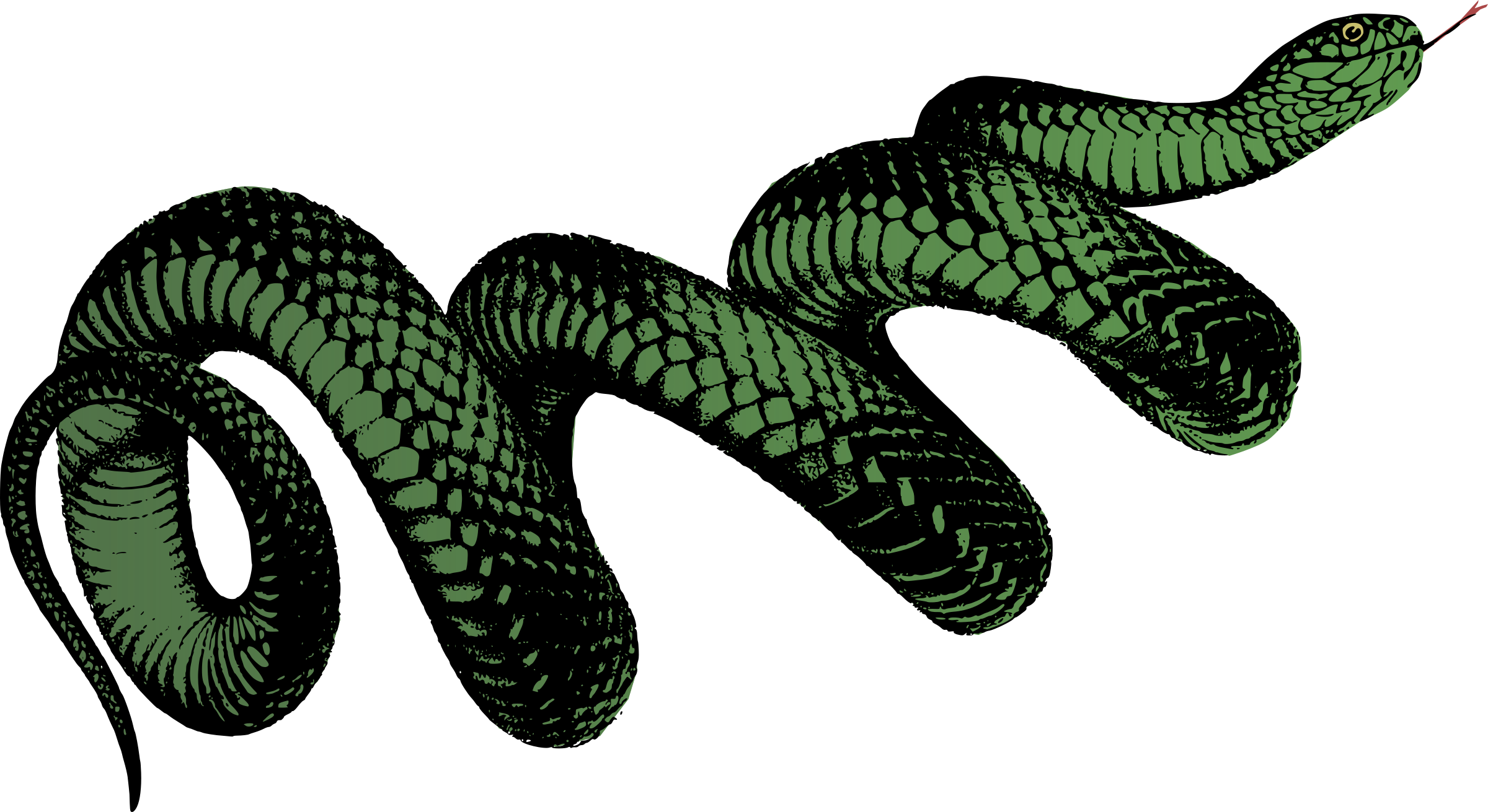 Australia Pseudechis Porphyriacus Black Snake Snake, Red-Bellied Clipart