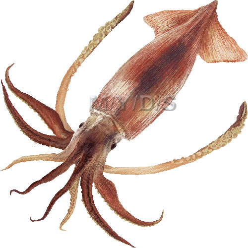 Japanese Flying Squid Images Transparent Image Clipart