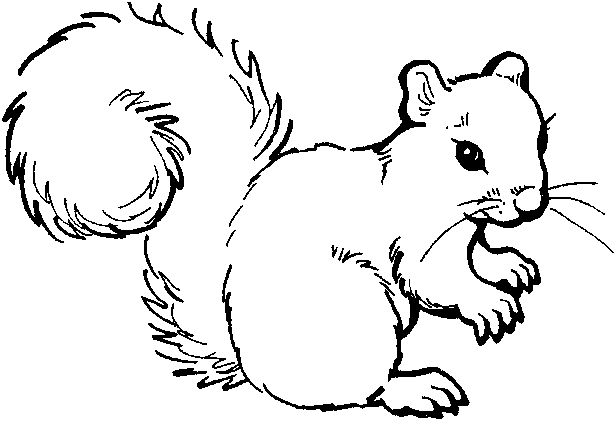 Squirrel 8 Png Images Clipart