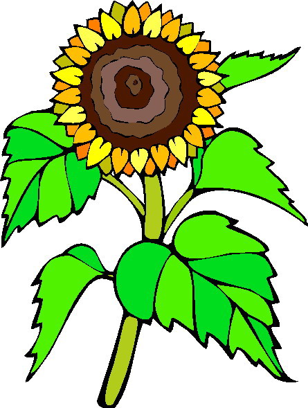 Sunflower Images Images Hd Image Clipart