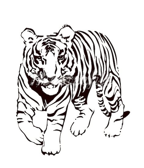Tiger Black And White Tiger Face Clipart