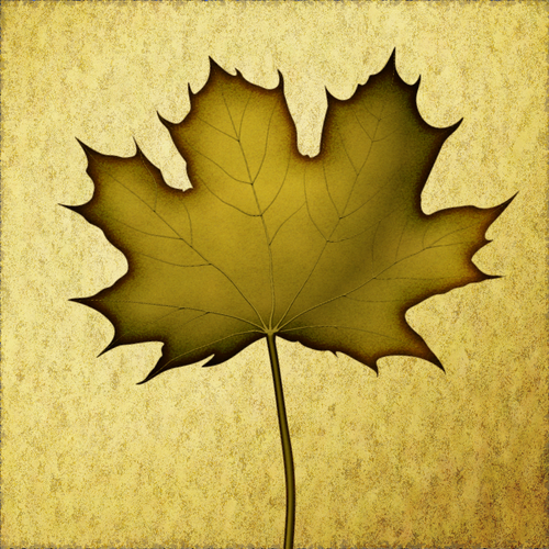 Single Dried Leaf Clipart