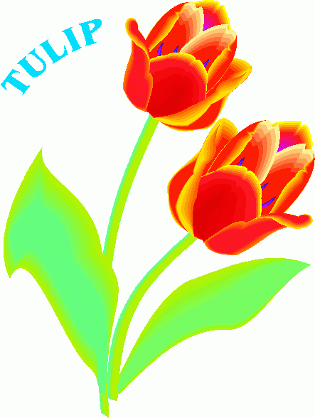 Tulip Flower Png Image Clipart