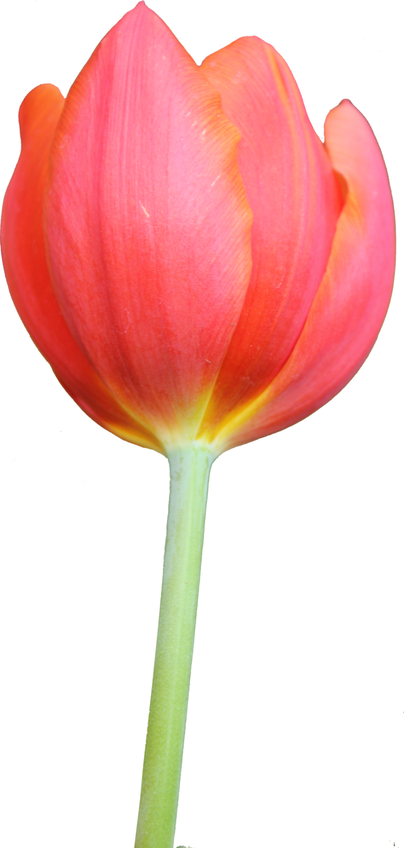 Tulip Transparent Image Clipart