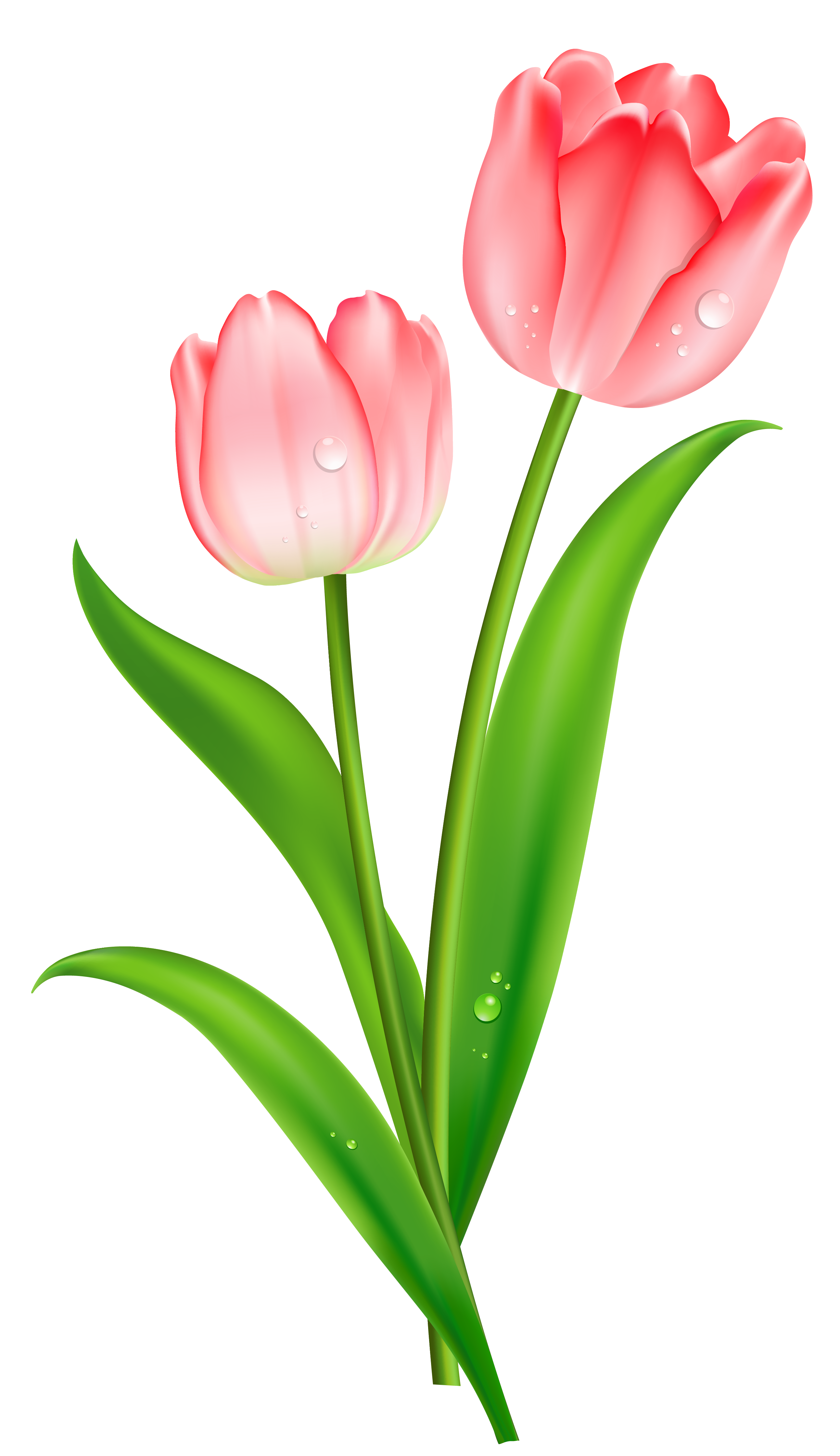 Pink Tulip Image Png Clipart
