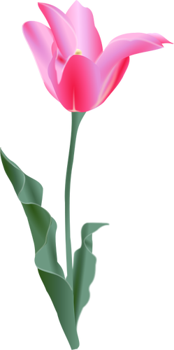 Of A Tulip Clipart