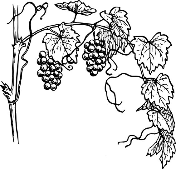 Black And White Vine Grapevine Vector Clipart