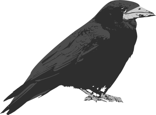 Raven Bird Clipart
