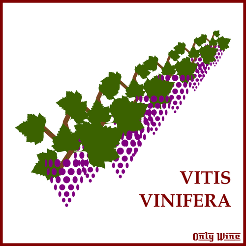 Violet Grapes Symbol Clipart