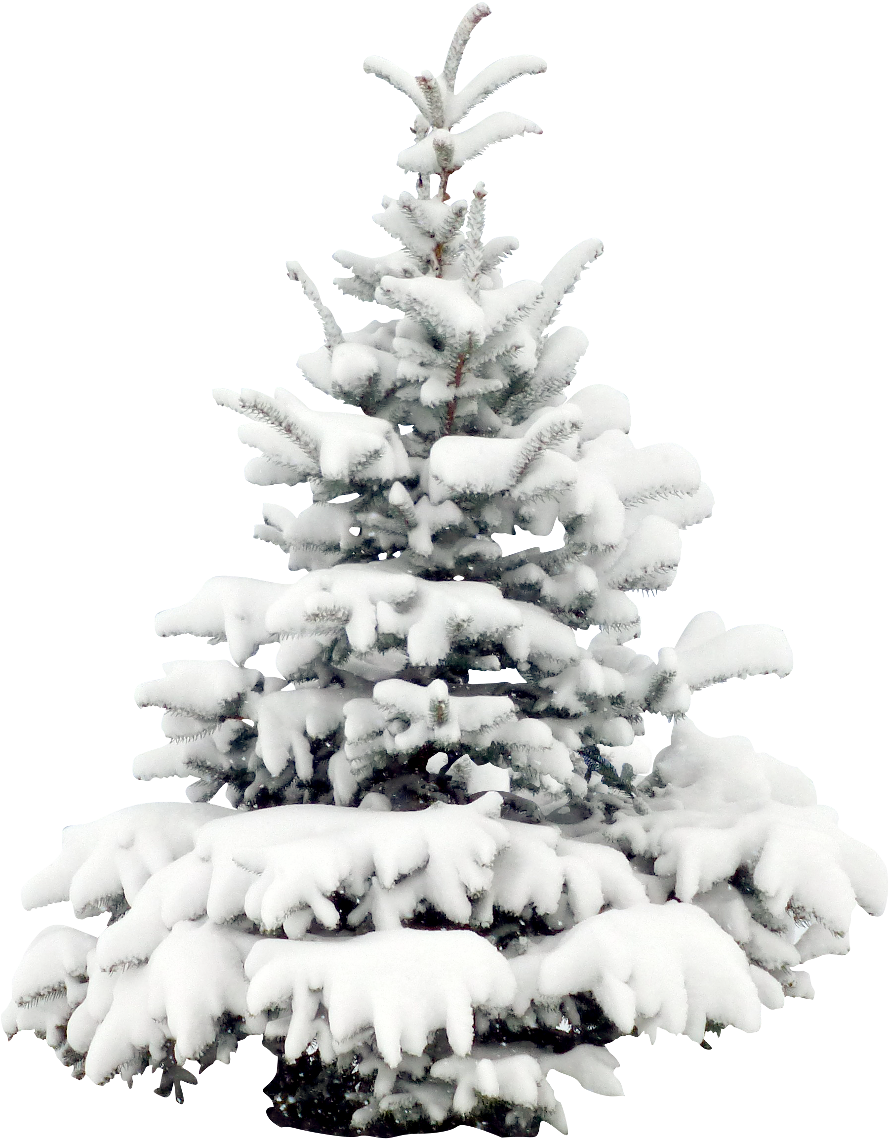 Wallpaper Tree Snow Pine Christmas Free Download PNG HQ Clipart