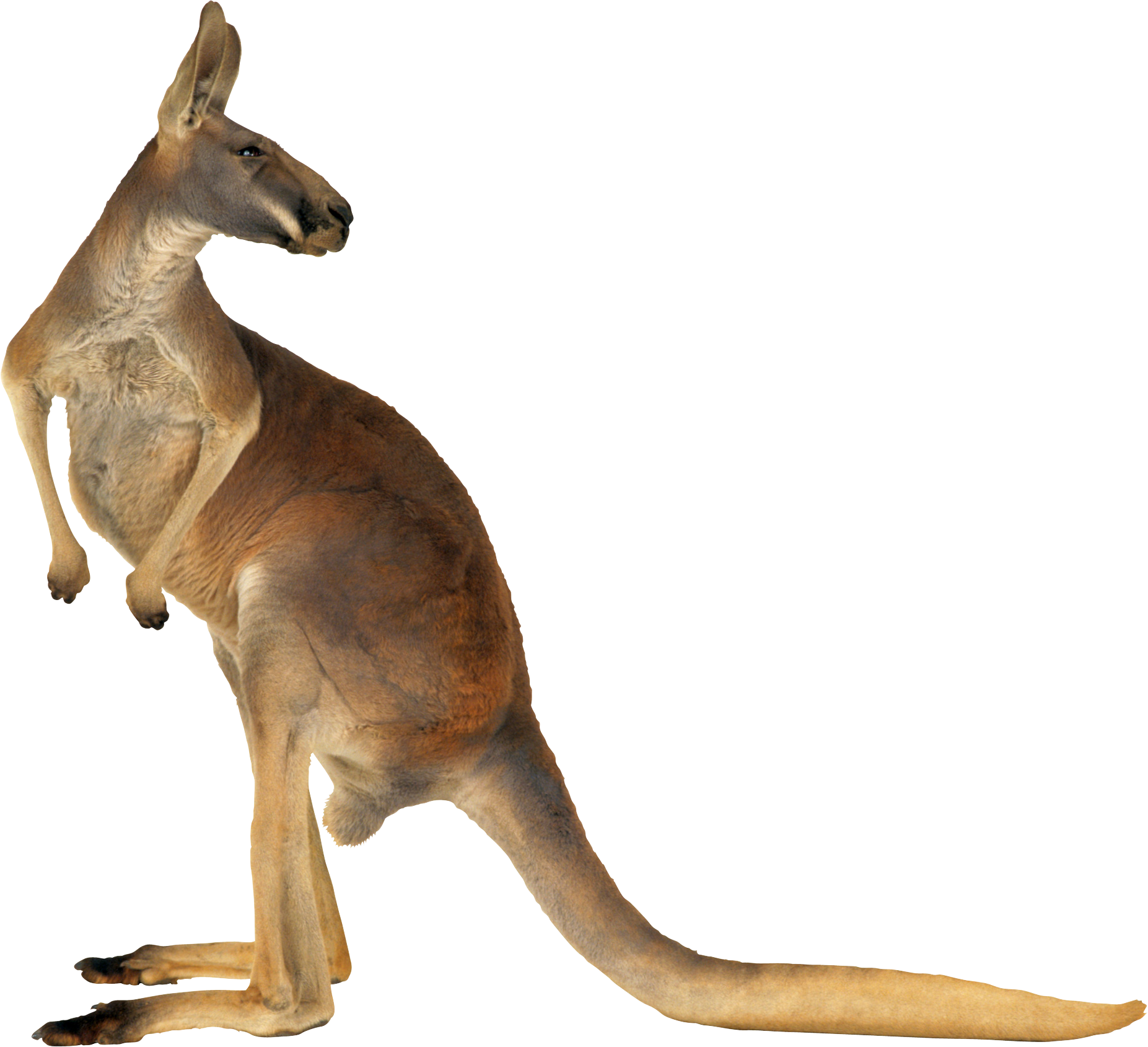 Kangaroo Australia Grey Red Eastern PNG Free Photo Clipart